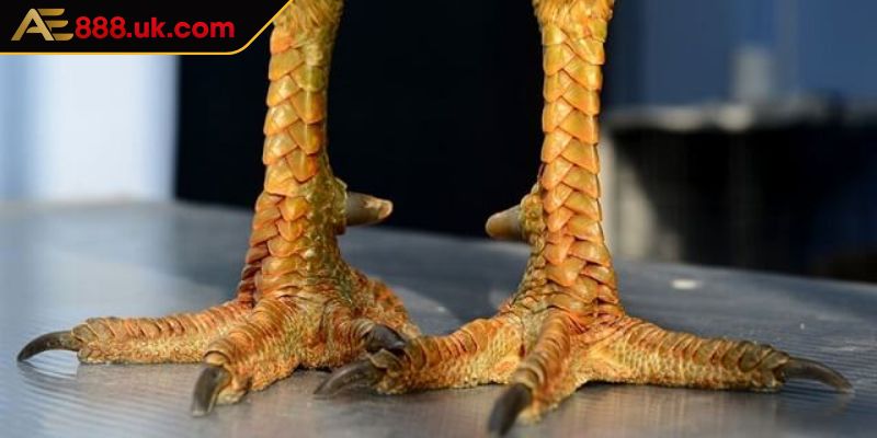 Vảy Liên Giáp AE888 Dạng Hiếm Được Các Kê Thủ Chuyên Săn Đón 3 Chiến kê có lớp liên giáp ngoại luôn sung sức khi chiến đấu