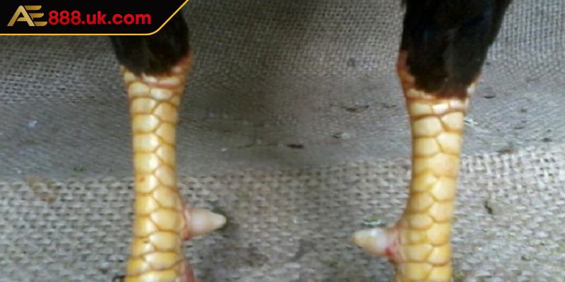 Vảy Nội Hoa Đăng AE888 Những Thông Tin Kê Thủ Cần Nắm Bắt 1 Giới thiệu về dạng vảy nội hoa đăng AE888