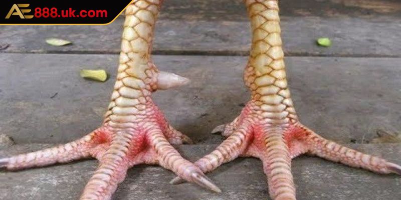 Vảy Liên Giáp AE888 Dạng Hiếm Được Các Kê Thủ Chuyên Săn Đón 1 Khái quát vài nét về vảy liên giáp AE888