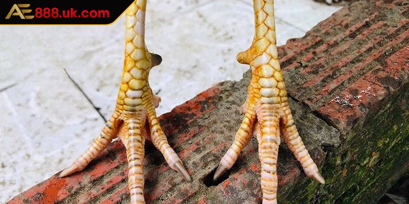 Vảy Lạc Diệp AE888 Khám Phá Giá Trị Độc Đáo Của Chiến Kê 1 Khám phá chi tiết về dạng vảy lạc diệp AE888