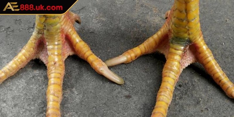 Vảy Phủ Địa AE888 Cách Phân Biệt Giữa Các Gà Chiến Siêu Hiếm 1 Khám phá vài nét về vảy phủ địa AE888