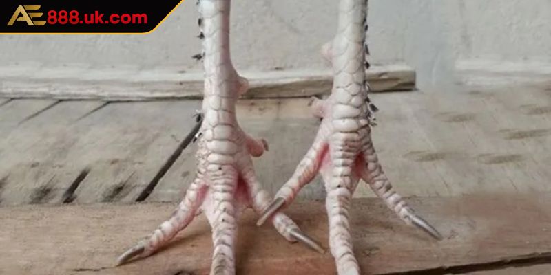 Vảy Lạc Diệp AE888 Khám Phá Giá Trị Độc Đáo Của Chiến Kê 2 Lợi thế khi người tham gia chơi có chiến kê sở hữu vảy lạc diệp