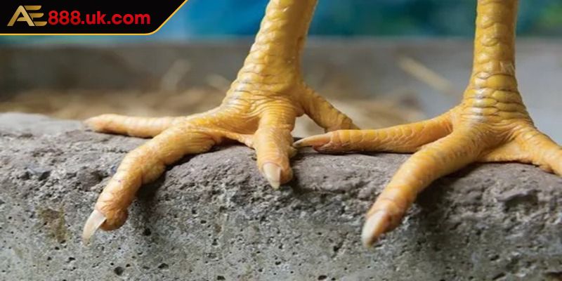 Vảy Nội Hoa Đăng AE888 Những Thông Tin Kê Thủ Cần Nắm Bắt 2 Lý do kê thủ cần biết gà chiến sở hữu loại vảy nội hoa đăng