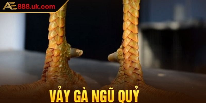 Vảy Gà Ngũ Quỷ AE888 Đầy Quý Hiếm Giá Trị Cao Trong Giới 1 Những đặc điểm nổi bật về vảy gà ngũ quỷ AE888