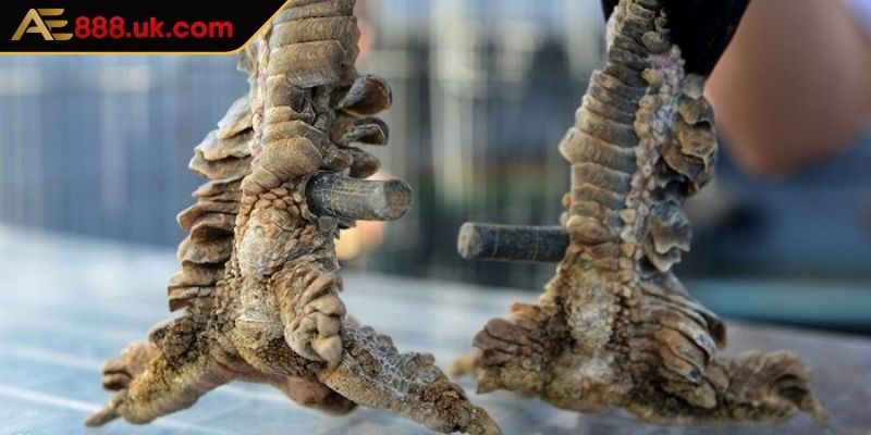 Vảy Phủ Địa AE888 Cách Phân Biệt Giữa Các Gà Chiến Siêu Hiếm 3 Phương pháp chăm sóc chiến kê có vảy phủ địa phù hợp